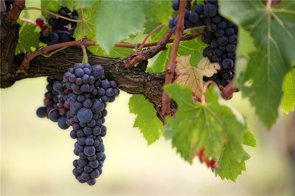 Échézeaux Grand Cru — estate history and bottle reference
