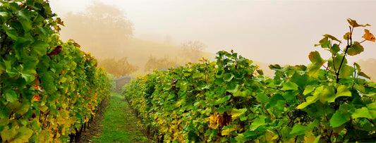 大依瑟索（Grands Echézeaux）特級園